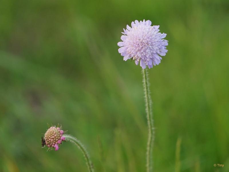 bdFoto 25.JPG - Zoutelande